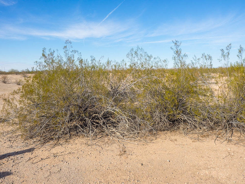 Desert Wolfberry  Lycium andersonii  100 Seeds  USA Company