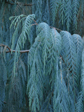 Load image into Gallery viewer, Kashmir Cypress Cupressus cashmeriana  100 Seeds
