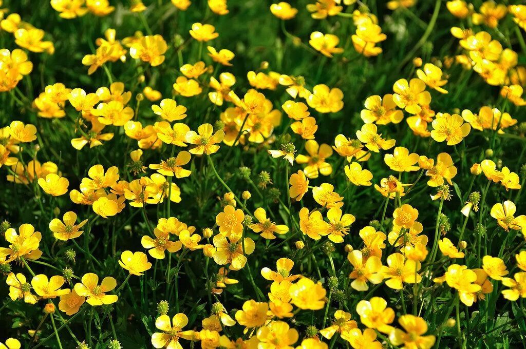 Meadow buttercup Ranunculus acris 500 Seeds   USA Company