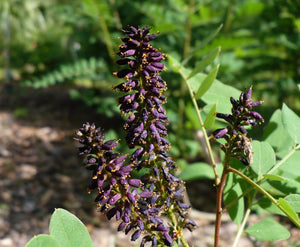 False Indigo Bush Amorpha fruticosa 100 Seeds
