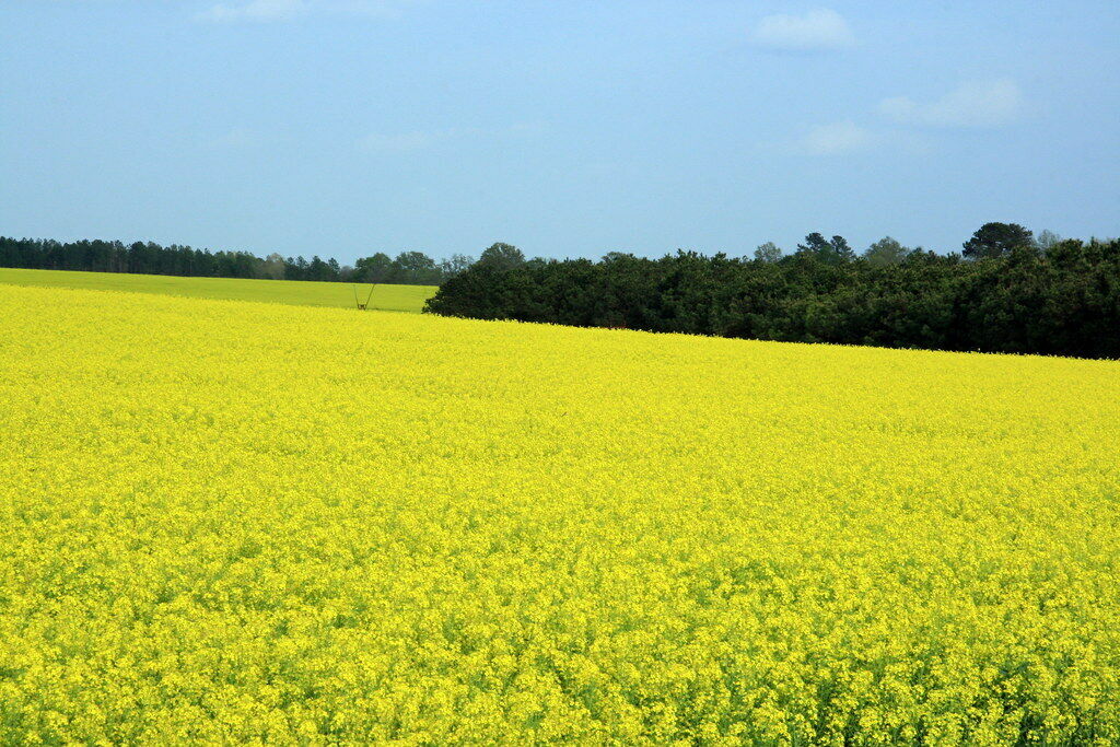 Canola Brassica napus 10 Seeds