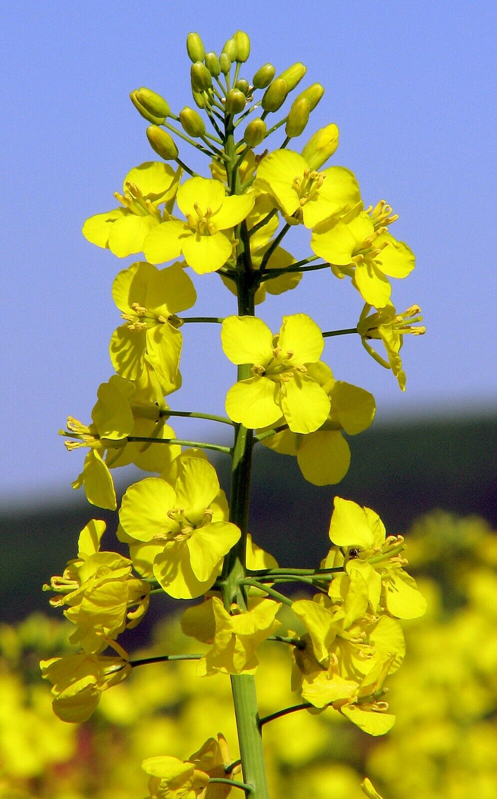 Canola Brassica napus 10 Seeds