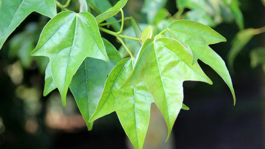 Trident Maple Acer buergerianum  100 Seeds  USA Company