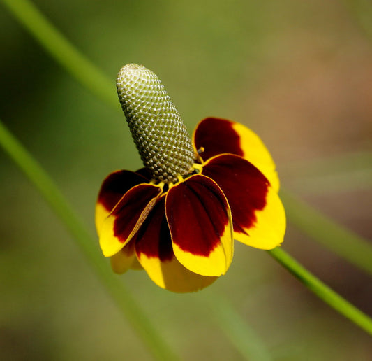 Mexican Hat Ratibida columnifera 100 Seeds