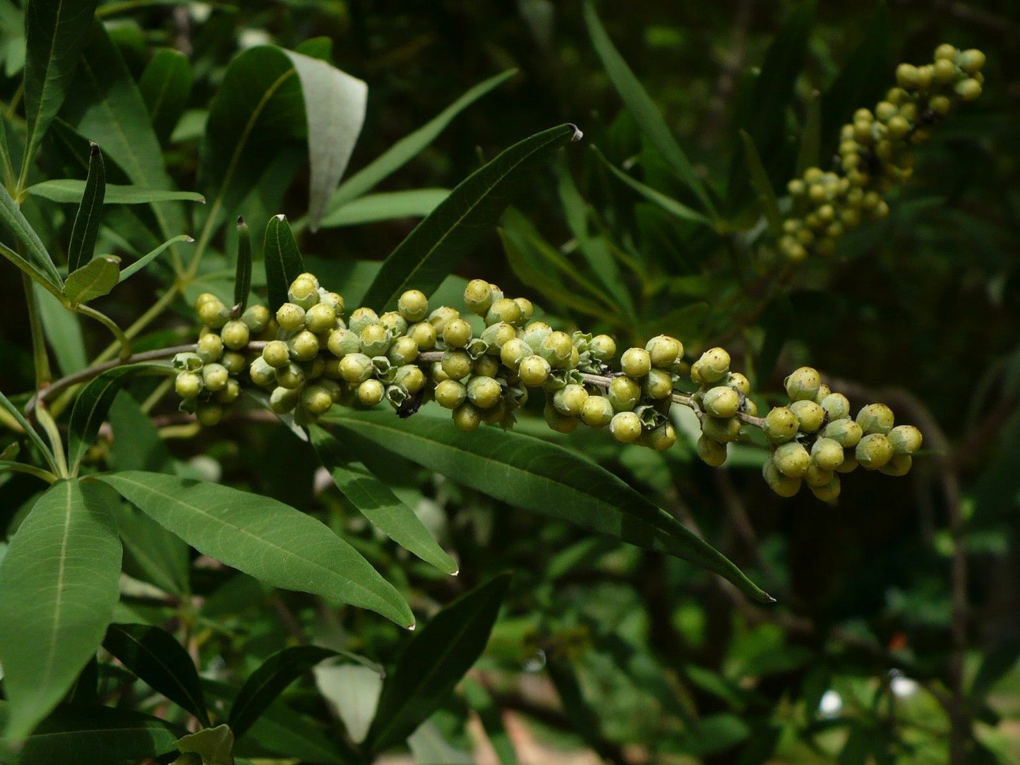 Chaste Tree Vitex agnus-castus 10 Seeds