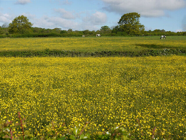 Meadow buttercup Ranunculus acris 500 Seeds   USA Company