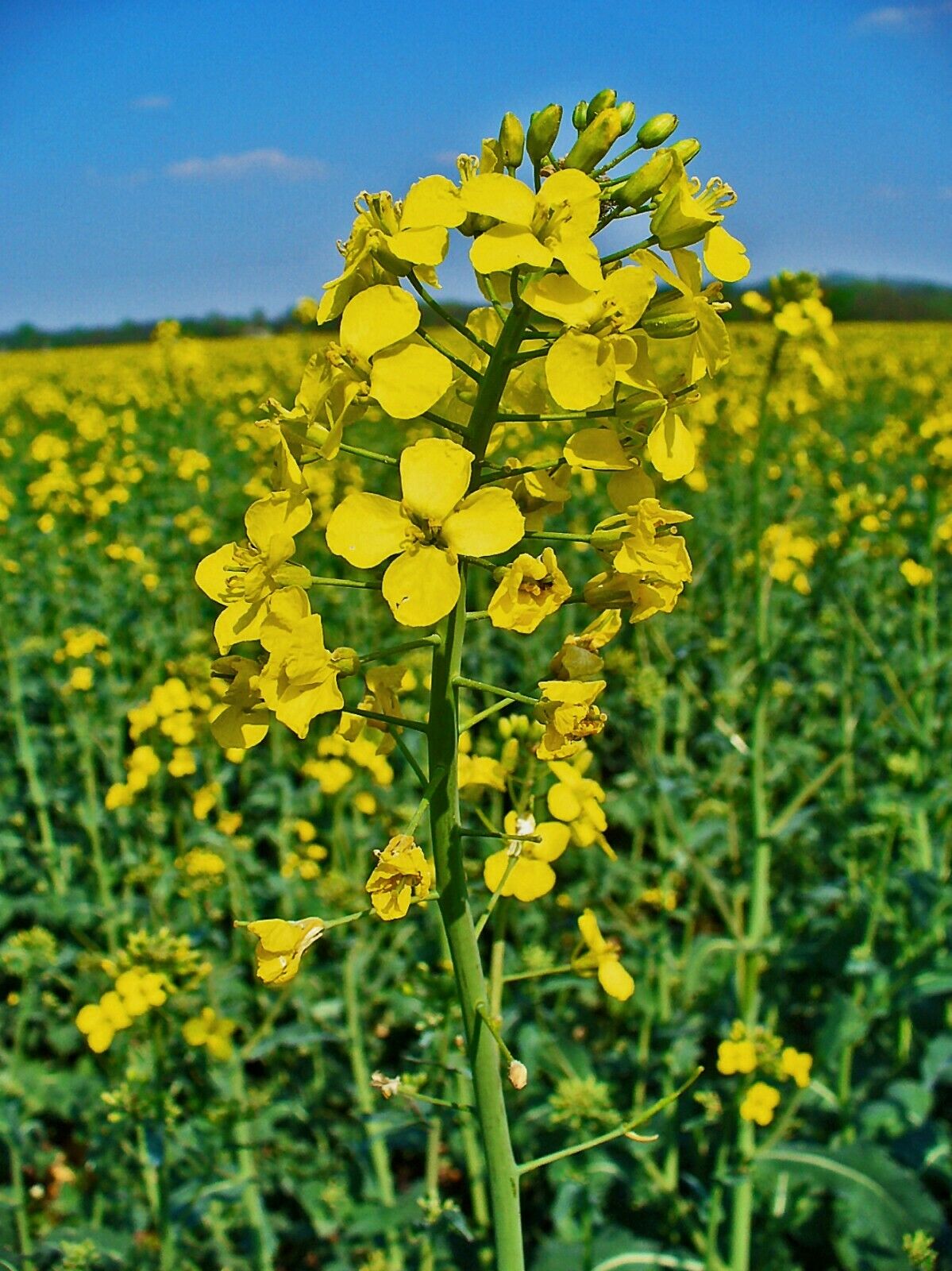 Canola Brassica napus 10 Seeds