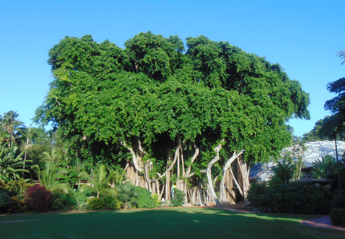 Banyan Fig Ficus benghalensis 100 Seeds  USA Company