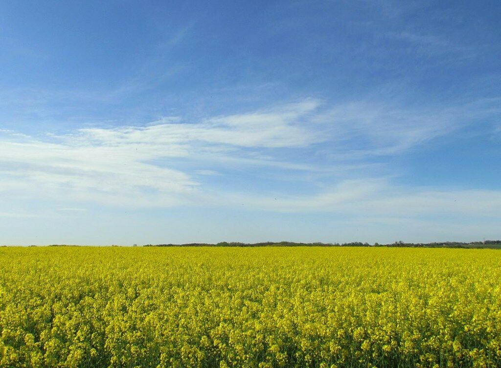 Canola Brassica napus 10 Seeds