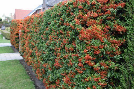 Scarlet Firethorn Pyracantha coccinea 500 Seeds  USA Company