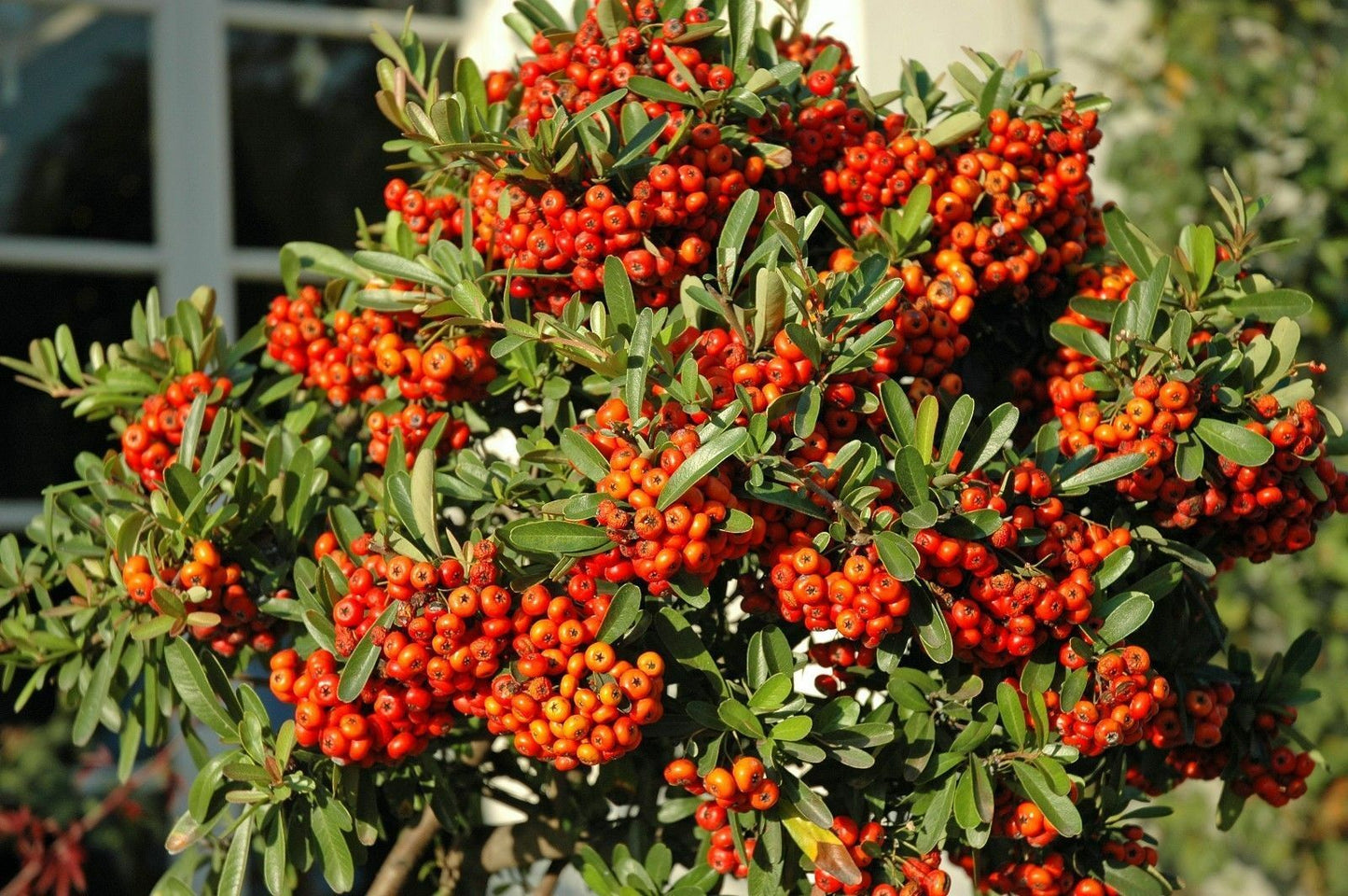 Scarlet Firethorn Pyracantha coccinea 500 Seeds  USA Company