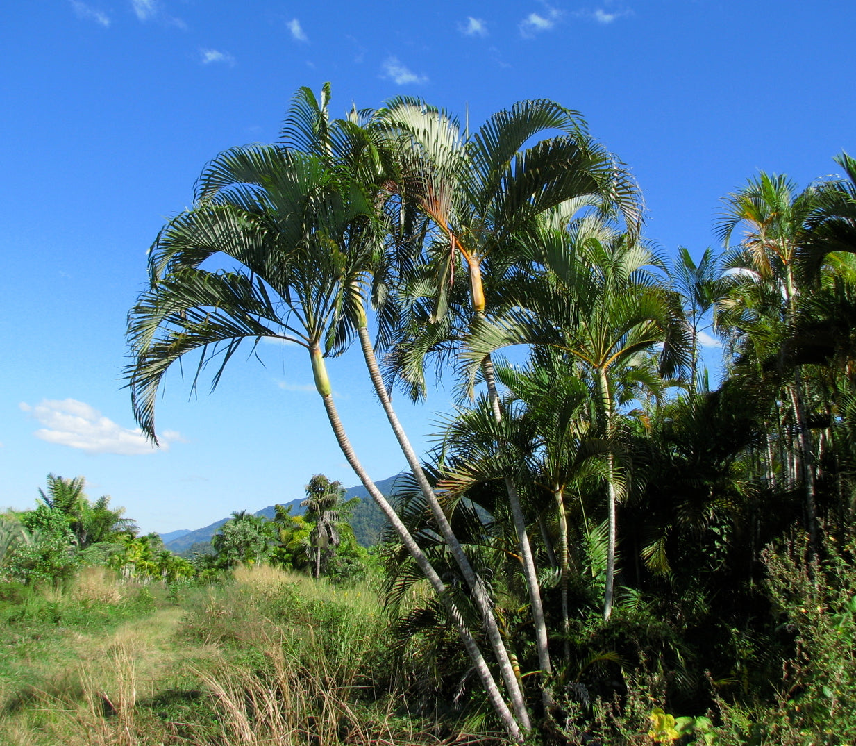 Areca Palm Butterfly Palm Chrysalidocarpus lutescens 10 Seeds USA Comp –  R&B Floridaseeds