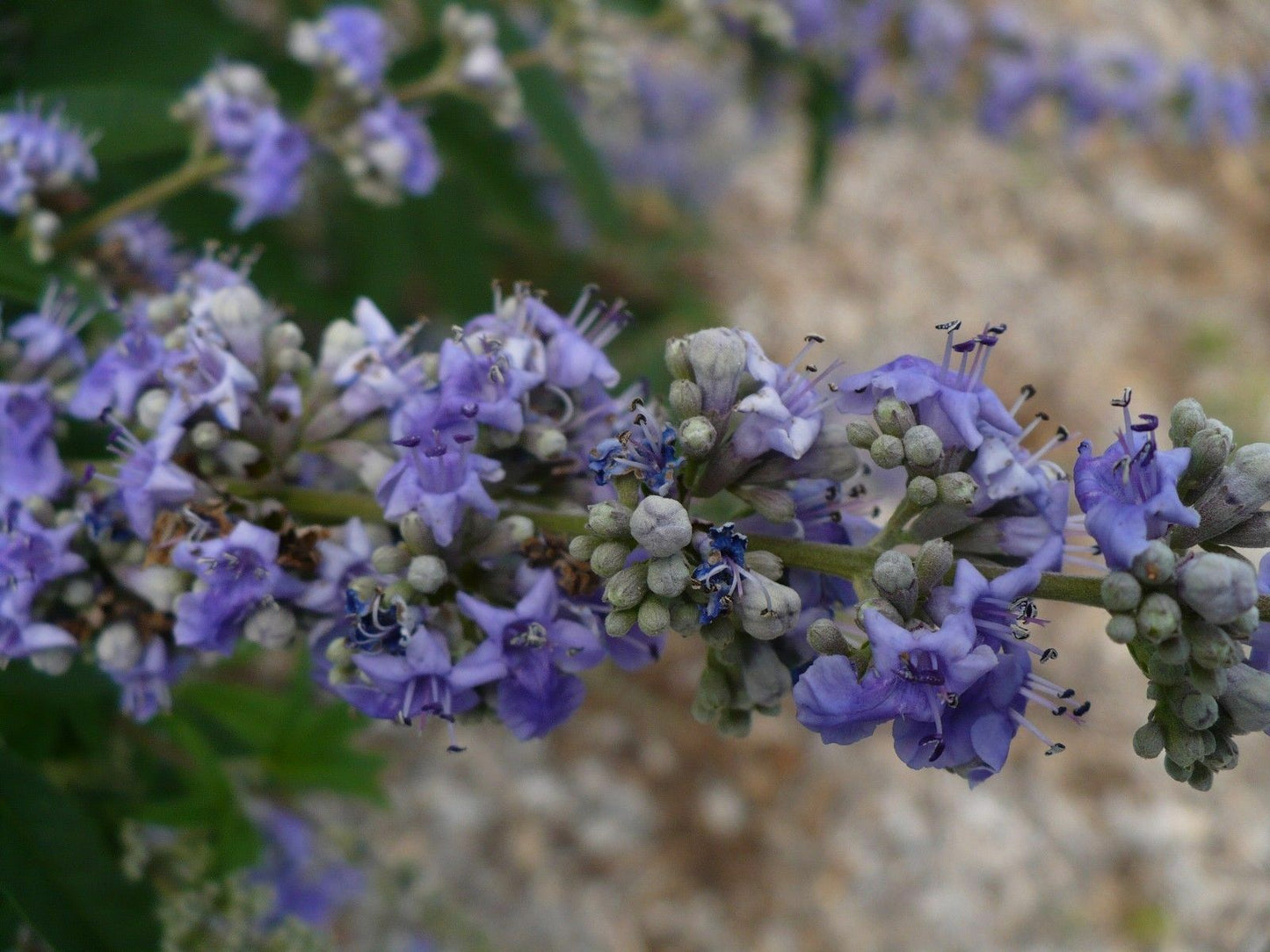 Chaste Tree Vitex agnus-castus 10 Seeds