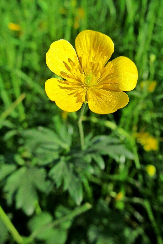 Meadow buttercup Ranunculus acris 500 Seeds   USA Company