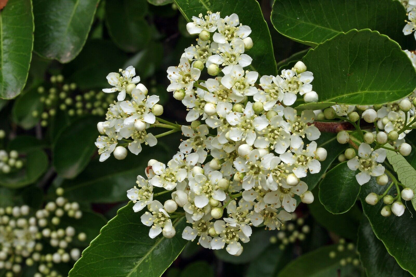 Scarlet Firethorn Pyracantha coccinea 200 Seeds  USA Company