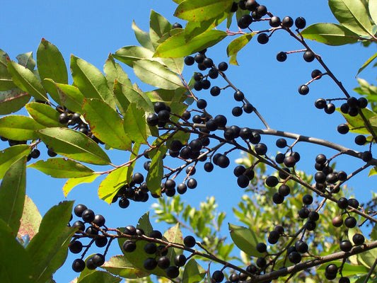 Carolina Laurelcherry Prunus caroliniana 10 Seeds  USA Company