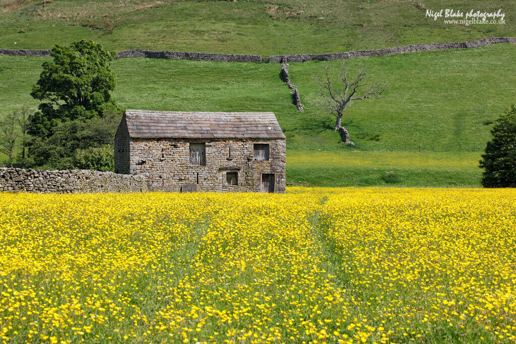 Meadow buttercup Ranunculus acris 500 Seeds   USA Company