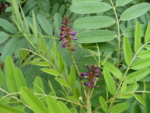 False Indigo Bush Amorpha fruticosa 100 Seeds