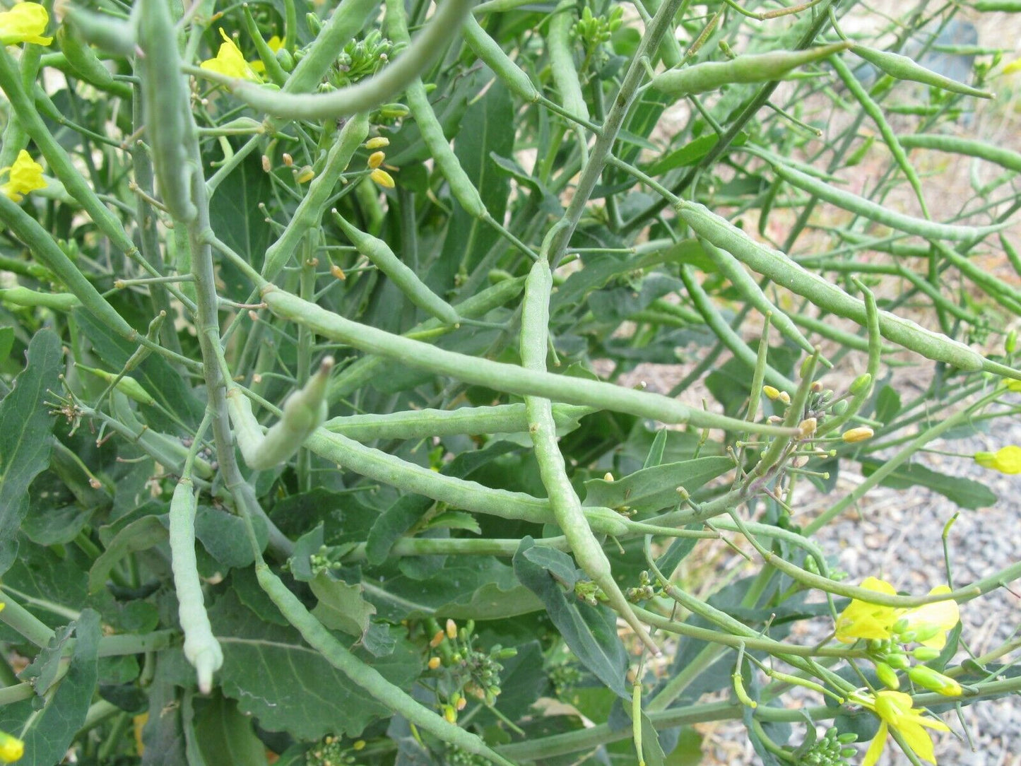 Canola Brassica napus 10 Seeds