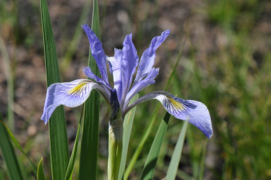 Rocky Mountain Iris  100 Seeds  Iris missouriensis