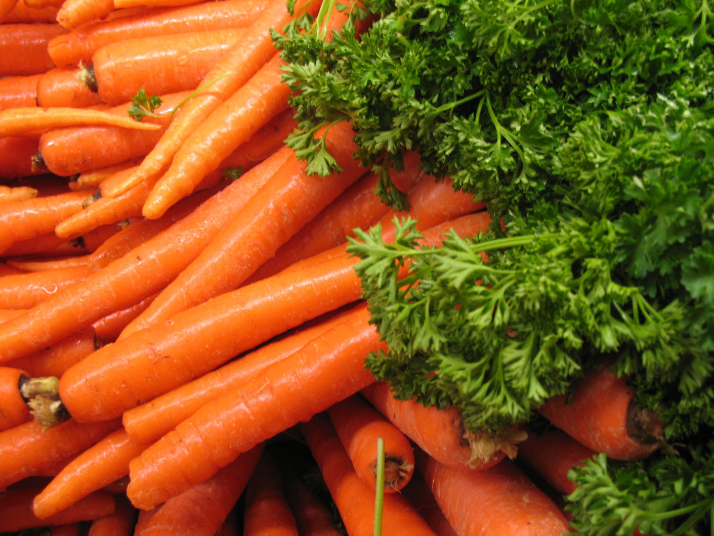 Carrot   100 Seeds   Daucus carota
