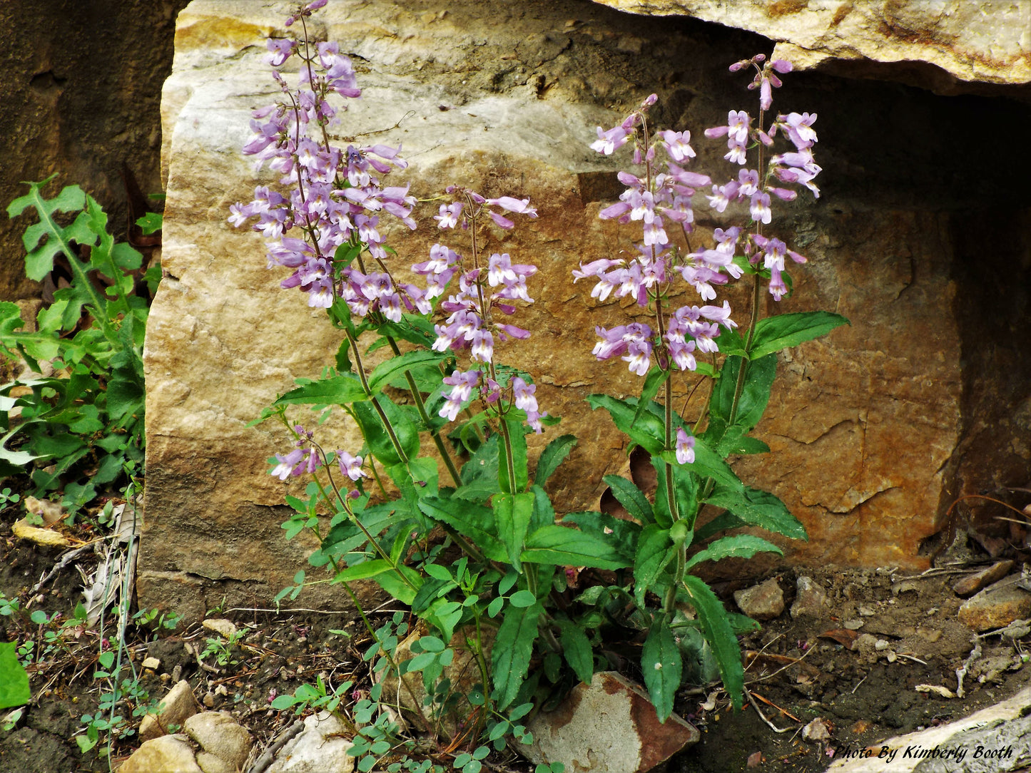 Gray Beardtongue  200 Seeds  Penstemon canescens