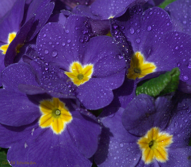 Purple Primrose  100 Seeds  Primula acaulis