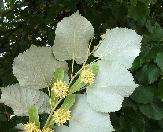 Silver Linden Silver Lime Tilia tomentosa 100 Seeds  USA Company