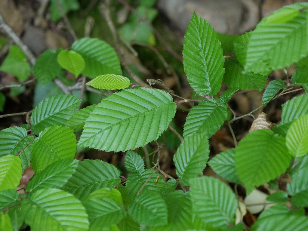 European Hornbeam  Carpinus betulus  100 Seeds  USA Company