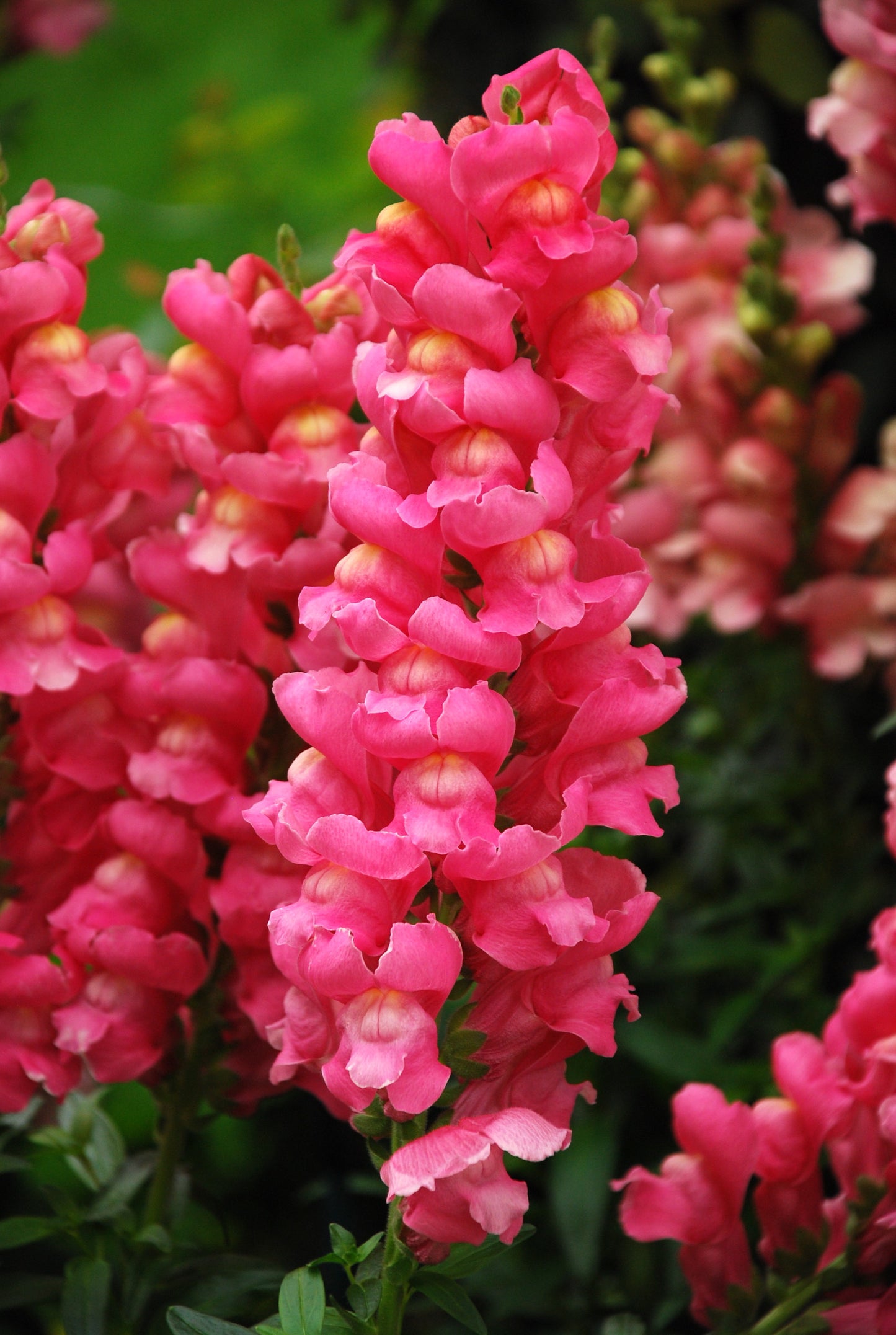 Snapdragon Antirrhinum majus 100 Seeds  USA Company