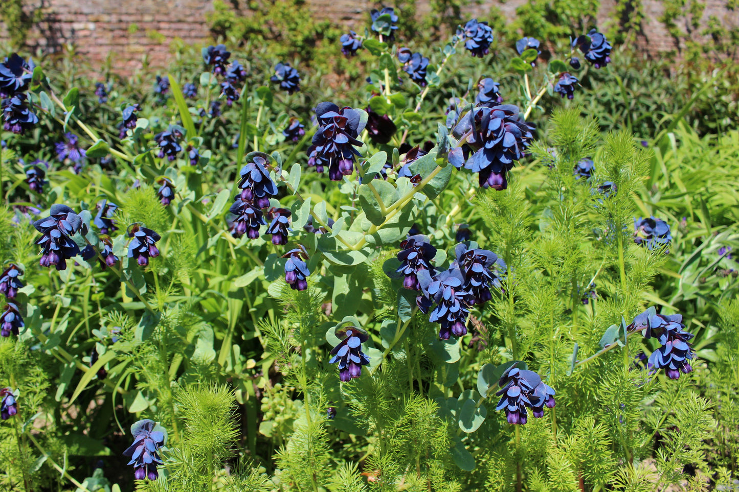 Blue Shrimp Plant Cerinthe major  500 Seeds