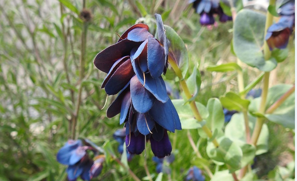 Blue Shrimp Plant Cerinthe major  500 Seeds