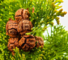 Load image into Gallery viewer, Hinoki Cypress Cones for Crafts  20 Cones  Chamaecyparis obtusata