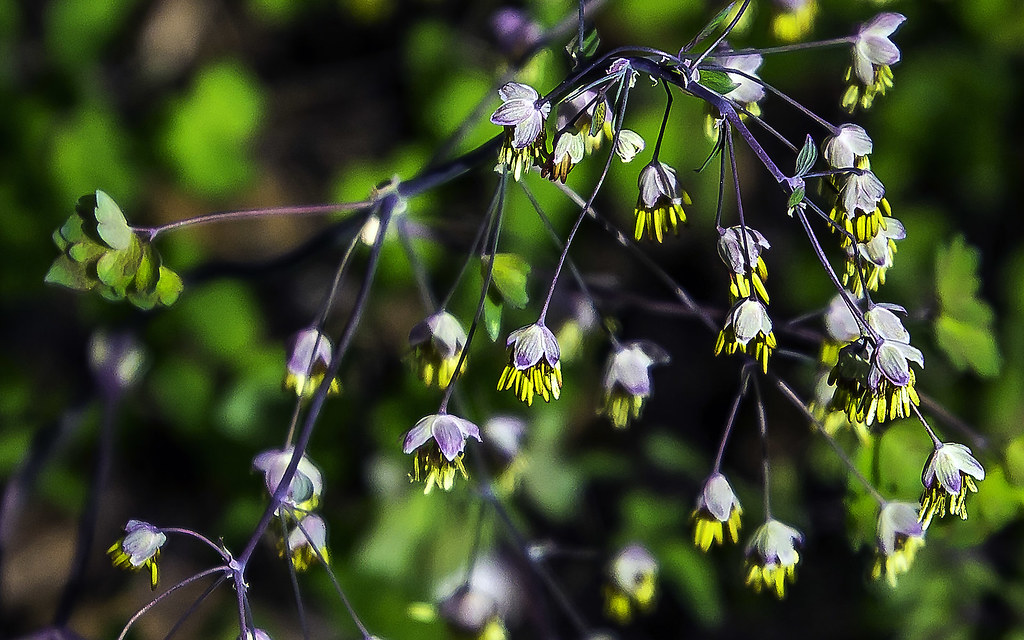 Meadow Rue   100 Seeds   Thalictrum dioicum