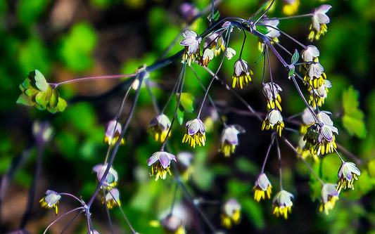 Meadow Rue   100 Seeds   Thalictrum dioicum