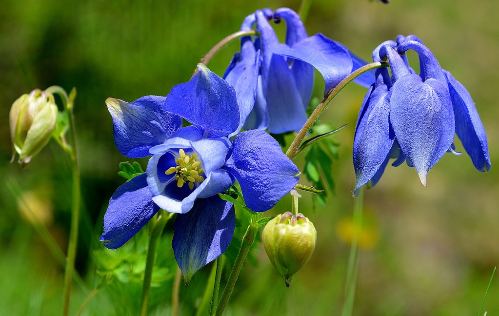 Alpine Columbine  100 Seeds  Aquilegia alpina