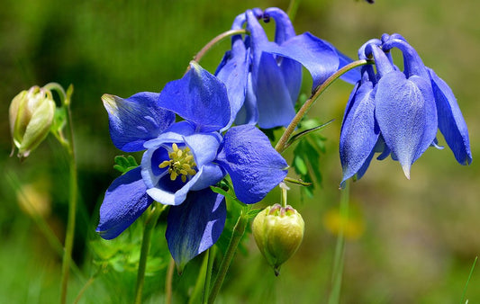 Alpine Columbine  100 Seeds  Aquilegia alpina