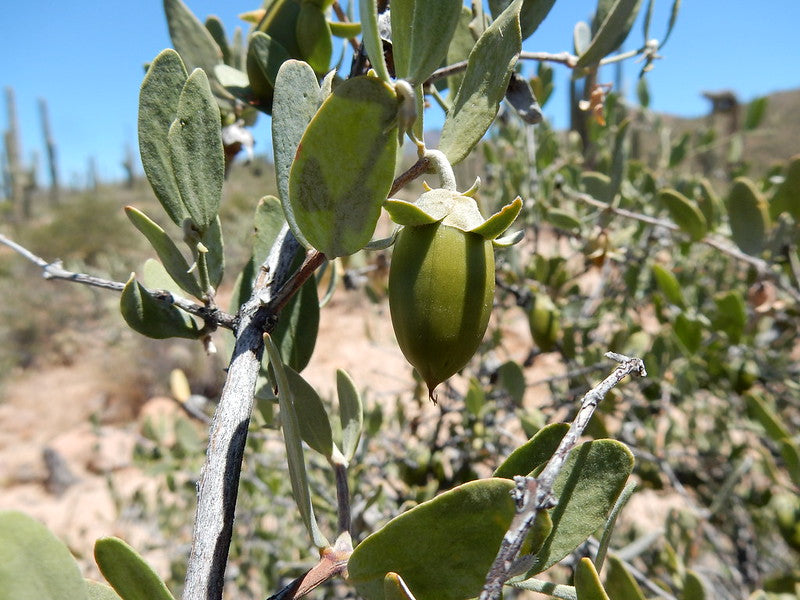 plant jojoba seed Jojoba Simmondsia chinensis 10 Seeds – R&B Floridaseeds