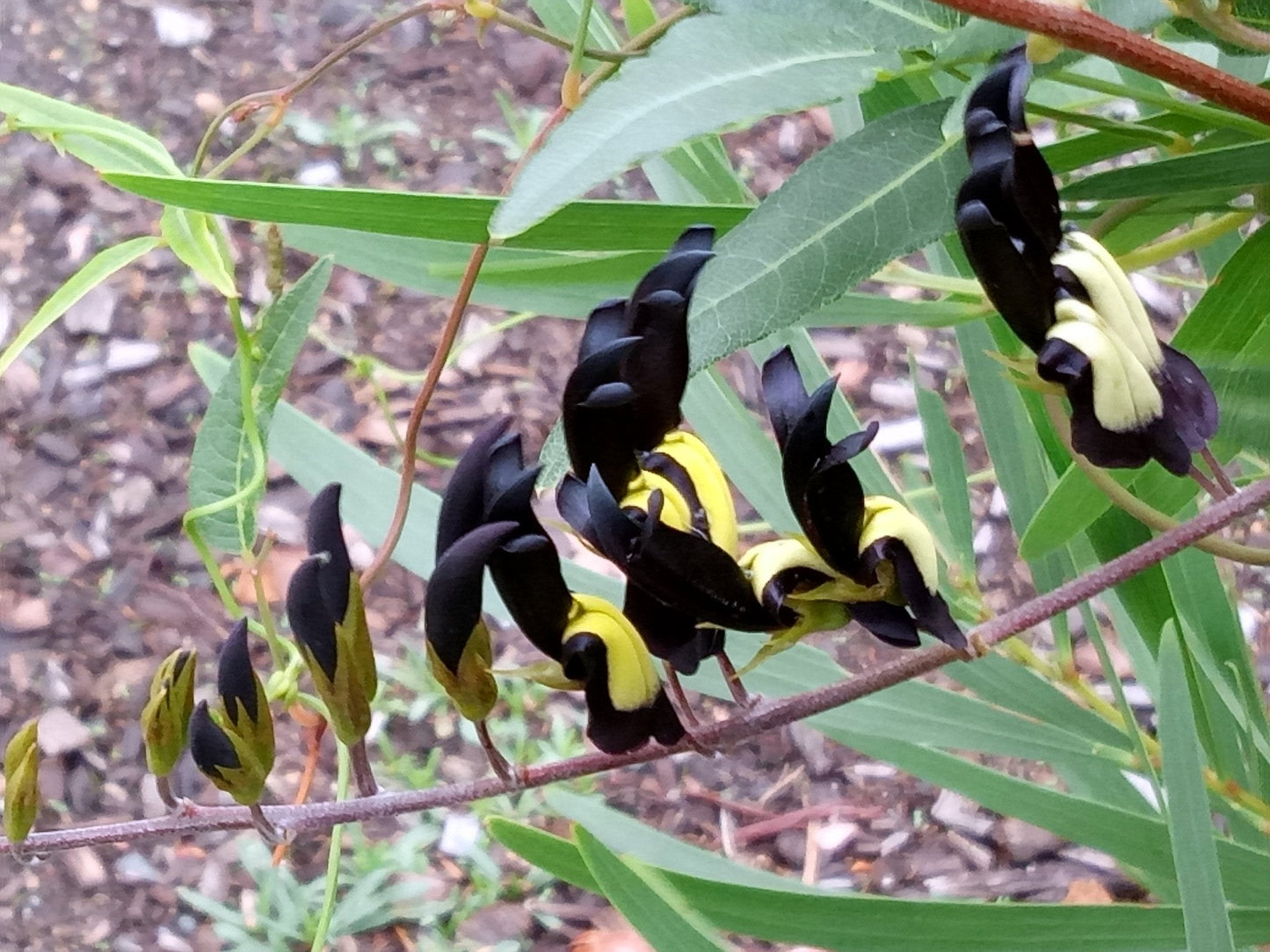 Black Coral Pea Kennedia nigricans 20 Seeds  USA Company