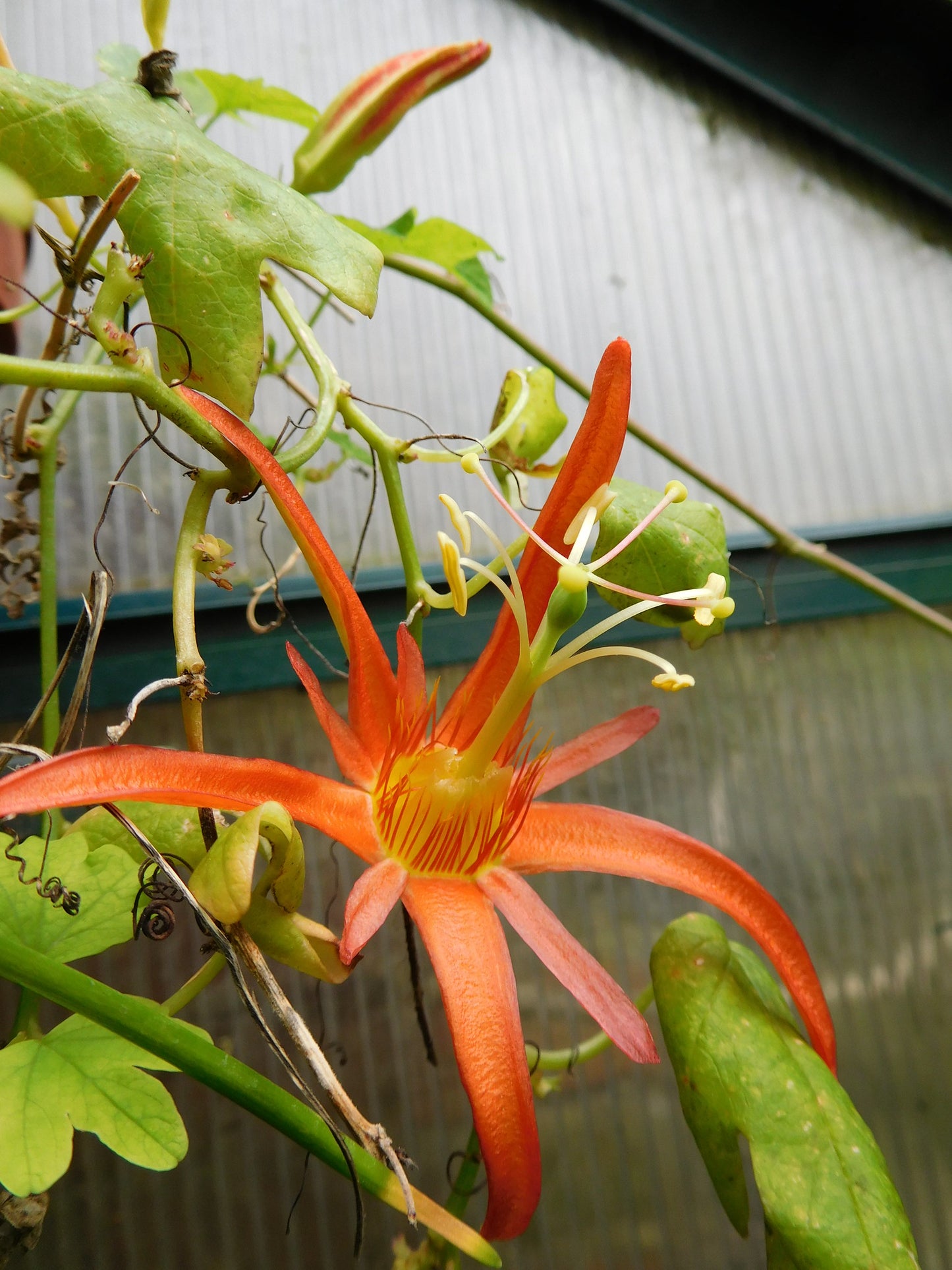 Native Passion Flower  15 Seeds  Passiflora herbertiana