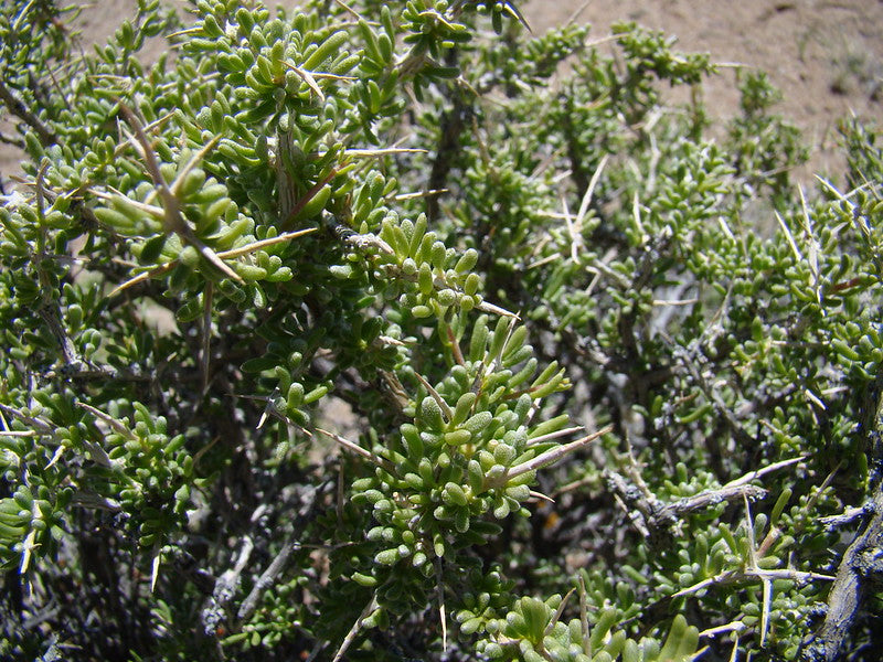 Desert Wolfberry  Lycium andersonii  100 Seeds  USA Company