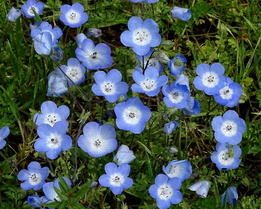 Baby Blue Eyes  100 Seeds  Nemophila menziesii