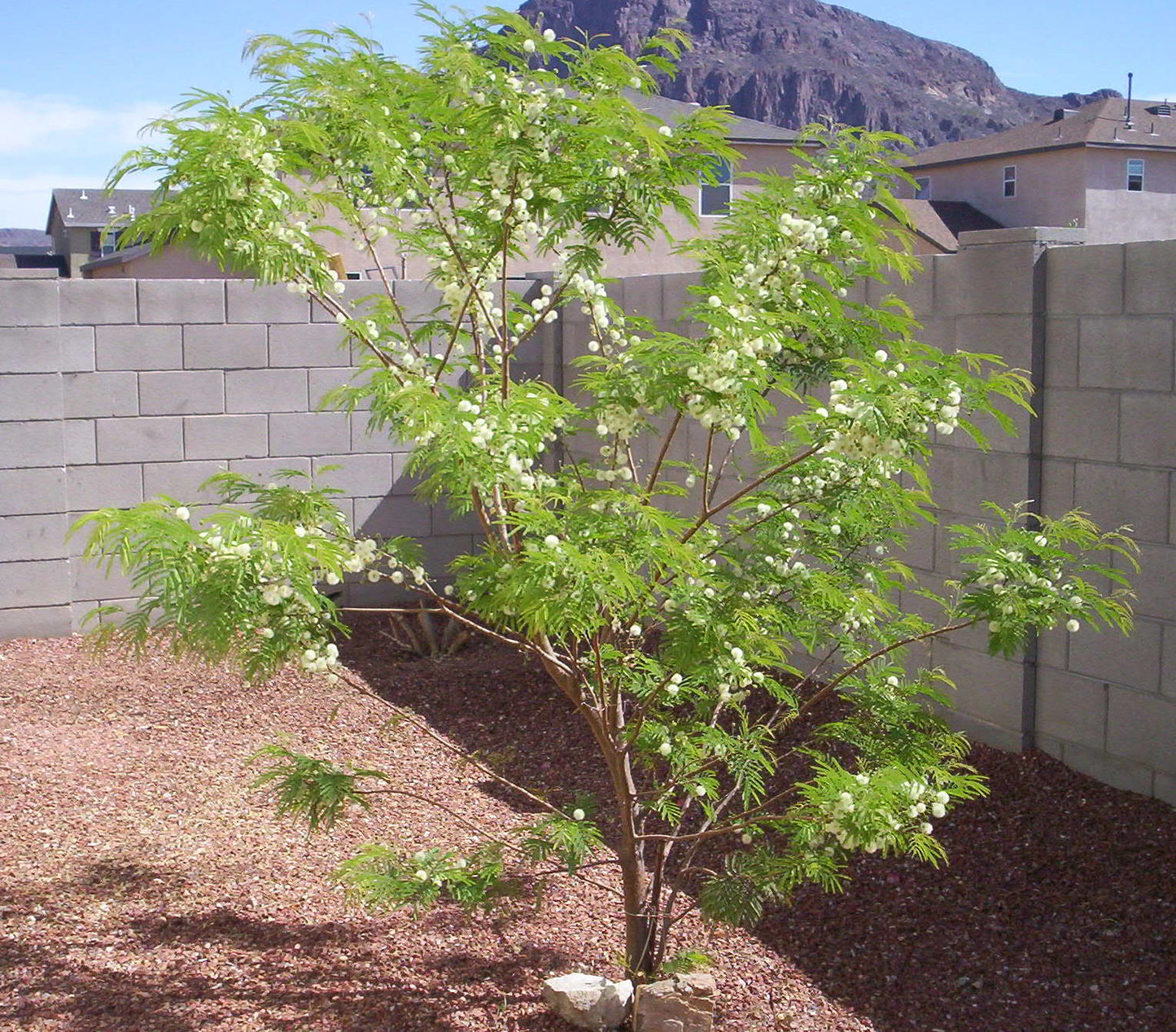 Fern of the Desert  20 Seeds  Lysiloma thornberi