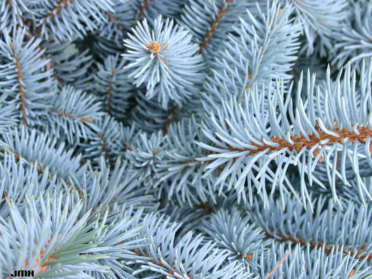 Blue Spruce Picea pungens 100 Seeds  USA Company