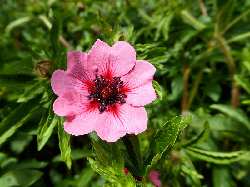 Nepal Cinquefoil  100 Seeds  Potentilla nepalensis