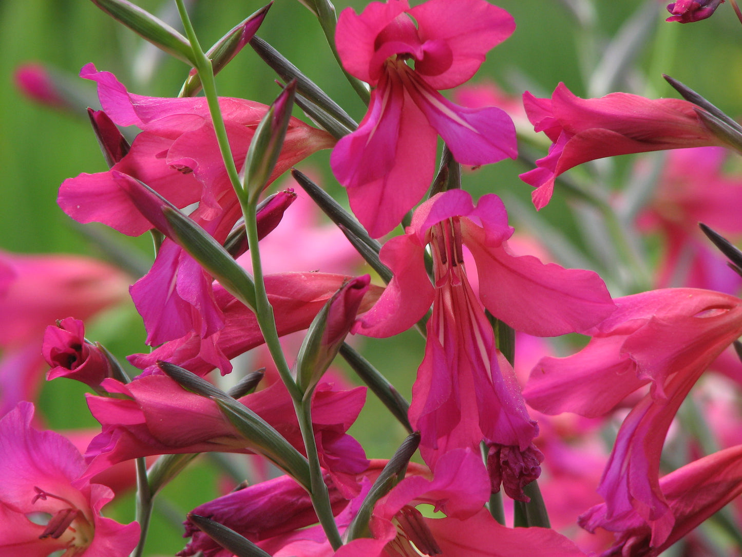 Gladiolus  25 Seeds  Gladiolus communis