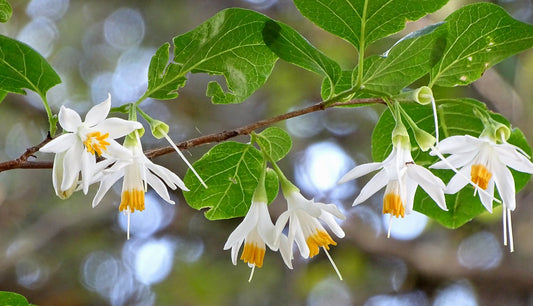 California Snowbell   10 Seeds   Styrax redivivus