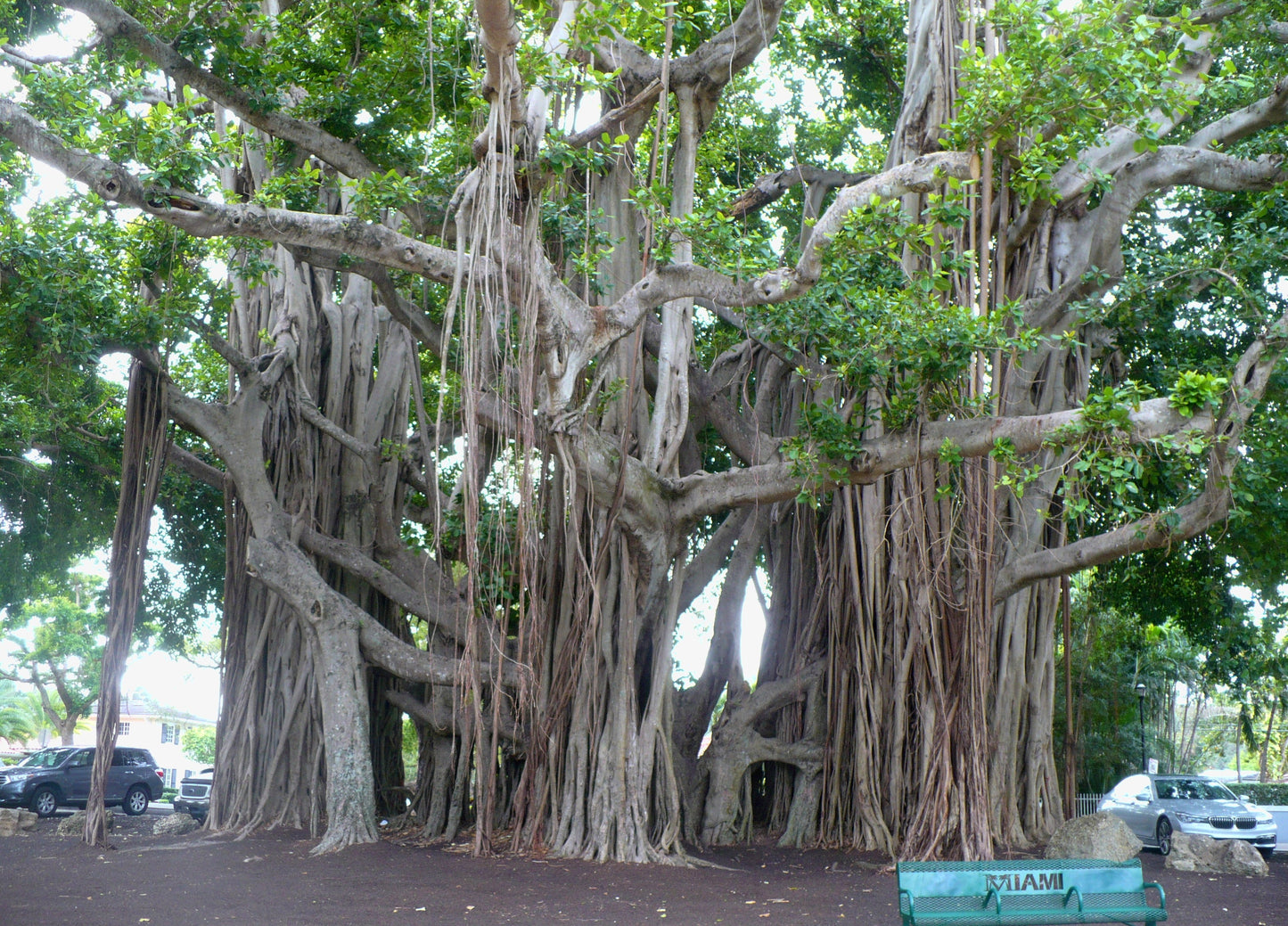 Banyan Fig Ficus benghalensis 200 Seeds  USA Company