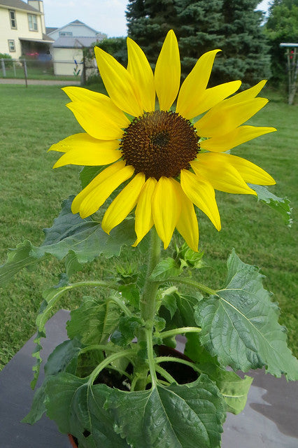 Dwarf Sunflower  100 Seeds  Helianthus annuus