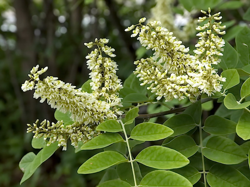 Amur Maackia Maackia amurensis 10 Seeds